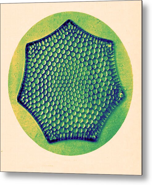 History Metal Print featuring the photograph Diatom, Triceratium Favus, Early #6 by Science Source