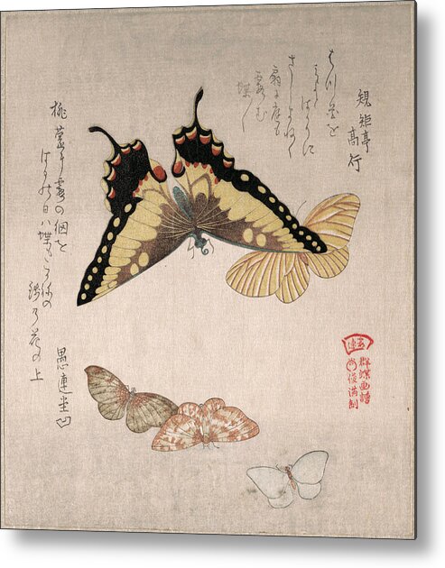 Kubo Shunman Metal Print featuring the drawing Various Moths and Butterflies #4 by Kubo Shunman