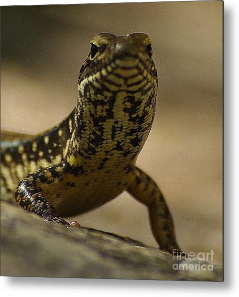 Golden Skink Metal Print featuring the photograph A Golden Skink by Blair Stuart