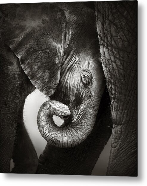 Elephant Metal Print featuring the photograph Baby elephant seeking comfort by Johan Swanepoel