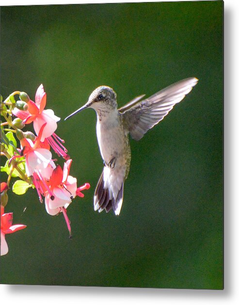 Ruby Throated Hummingbird Metal Print featuring the photograph Backlit Fuchsia and Hummer by Amy Porter