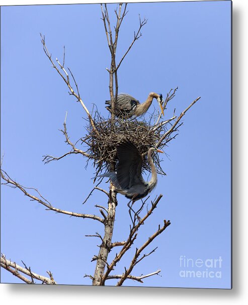 Blue Herons In Nest Metal Print featuring the photograph Birds Eye View by Mary Lou Chmura