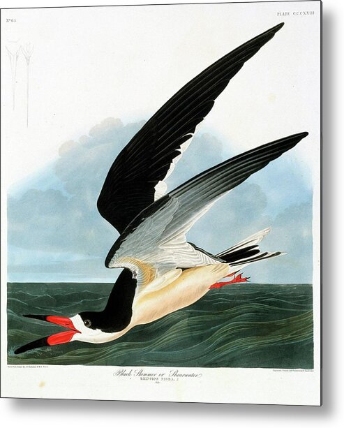 Illustration Metal Print featuring the photograph Black Skimmer Seabird by Natural History Museum, London/science Photo Library