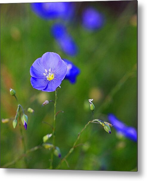 Blue Flower Metal Print featuring the photograph Blue Morning Flowers by Todd Roach