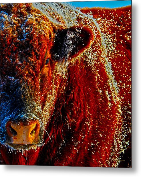 Hdr Metal Print featuring the photograph Bull on Ice by Amanda Smith