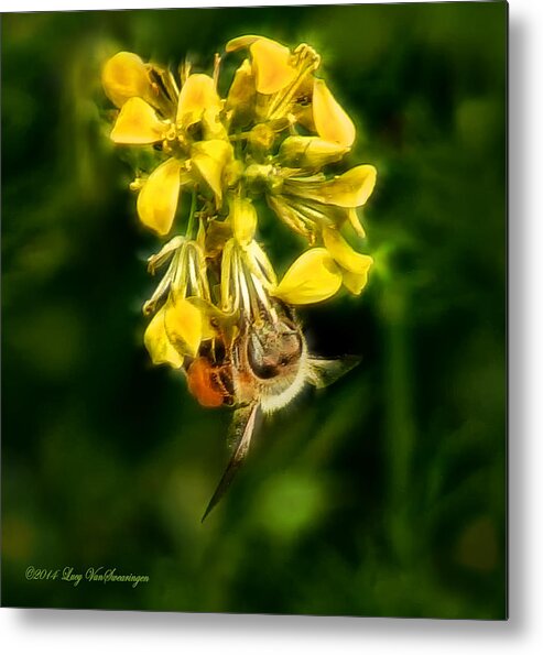 Bee Metal Print featuring the photograph Busy Bee by Lucy VanSwearingen