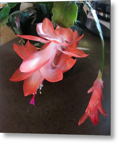 Nature Metal Print featuring the photograph Christmas Cactus Bloom by Fortunate Findings Shirley Dickerson