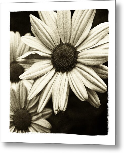 Flowers Metal Print featuring the photograph Daisy 1 by Tanya Jacobson-Smith