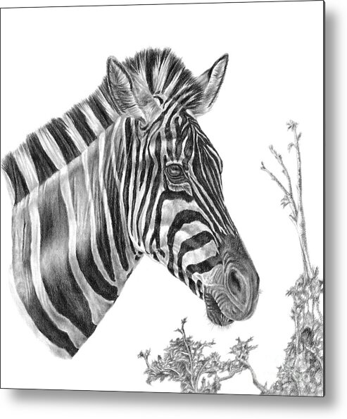 Zebra Metal Print featuring the drawing Designer Stripes by Pencil Paws