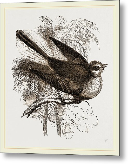 Fan-tailed Flycatcher Metal Print featuring the drawing Fan-tailed Flycatcher by Litz Collection