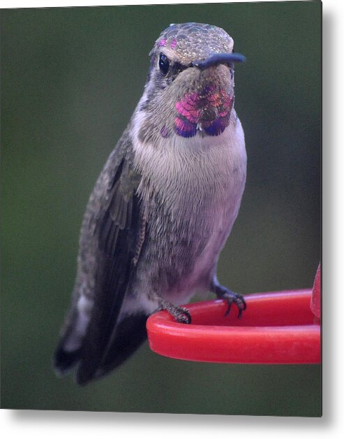 Hummingbird Metal Print featuring the photograph Female Anna Posing For Cameraman by Jay Milo