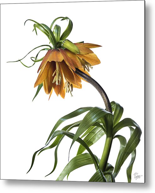Flower Metal Print featuring the photograph Fritillaria Imperialis by Endre Balogh