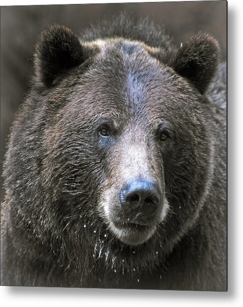 Bears Metal Print featuring the photograph Grizzly Bear by Elaine Malott