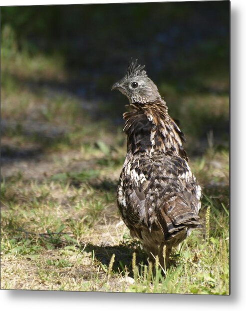 Grouse Metal Print featuring the photograph Grouse Hunter by Vivian Martin