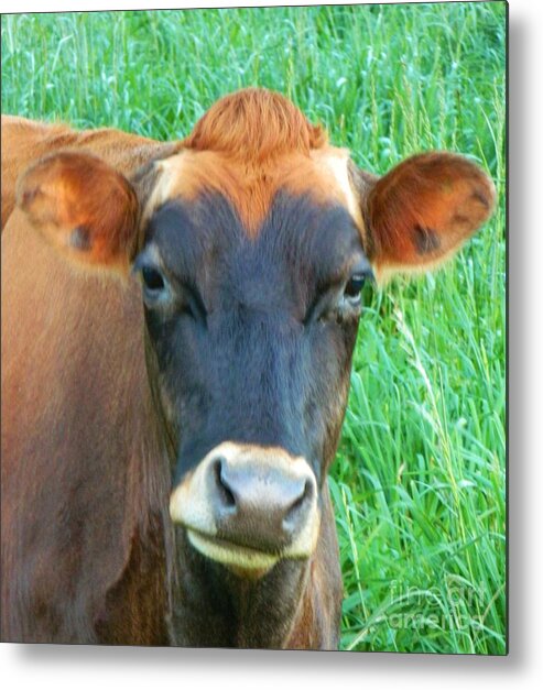 Cow Metal Print featuring the photograph Grumpy Cow by Gallery Of Hope 