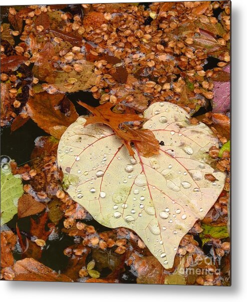 Nature Metal Print featuring the photograph Heart Leaf II by Anita Adams