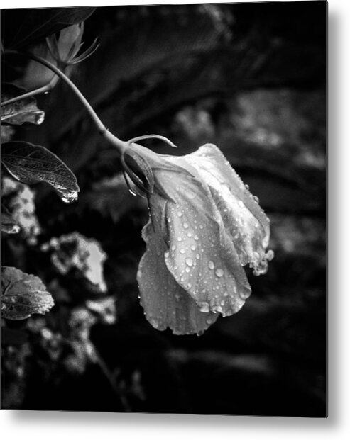 Hibiscus Metal Print featuring the photograph Humbled by the Rain by Christy Usilton