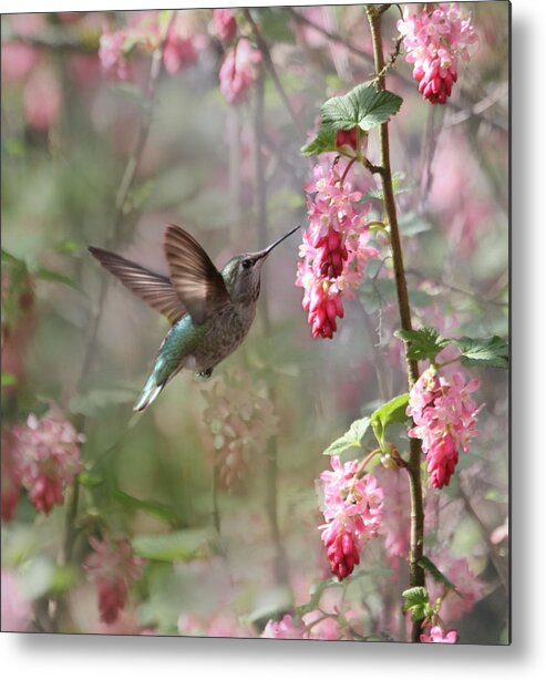 Animals Metal Print featuring the photograph Hummingbird Heaven by Angie Vogel