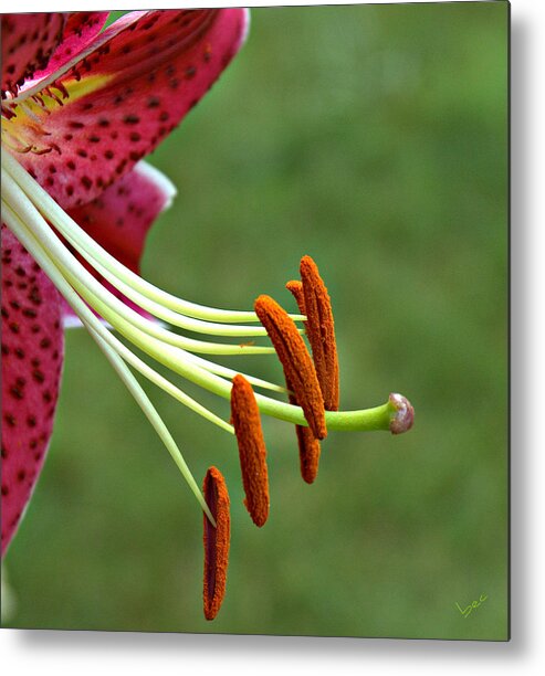 Lily Metal Print featuring the photograph Lilium Stamens by Bruce Carpenter