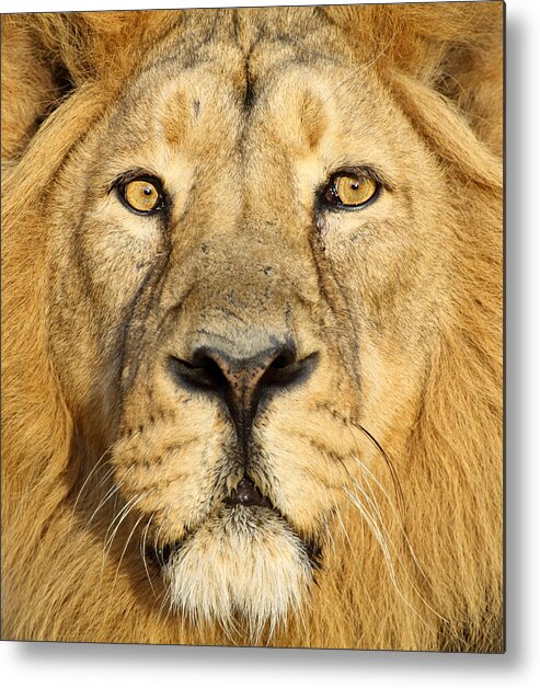 Big Cat Metal Print featuring the photograph Lion Close Up by Andyworks