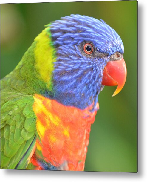 Lorikeet Metal Print featuring the photograph Lorikeet Profile by Richard Bryce and Family
