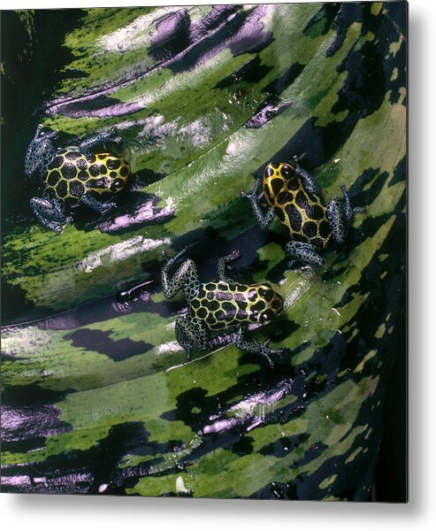Amphibia Metal Print featuring the photograph Mimic Poison Arrow Frog by Steve Cooper