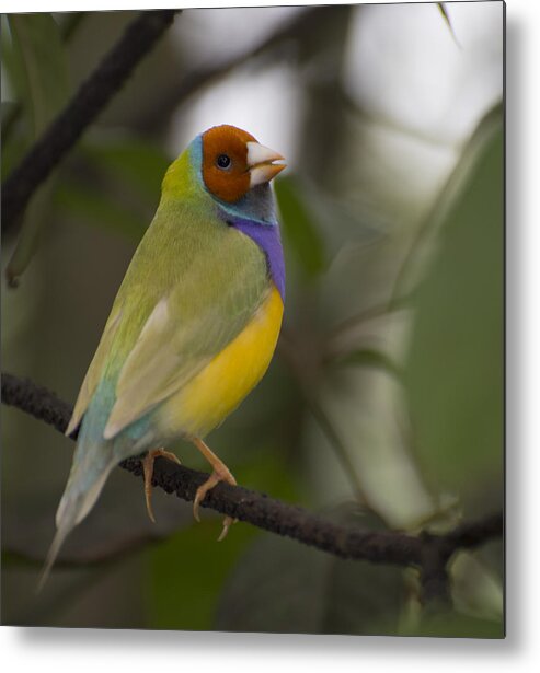 Penny Lisowski Metal Print featuring the photograph Multicolored Beauty by Penny Lisowski
