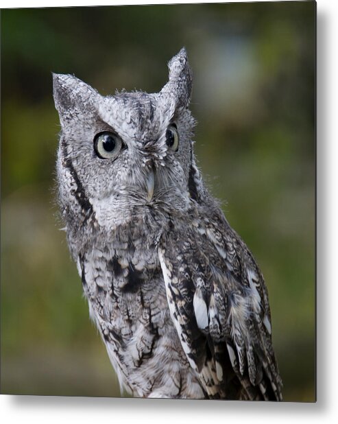 Northern Screech Owl Metal Print featuring the photograph Northern Screech Owl by Larry Bohlin