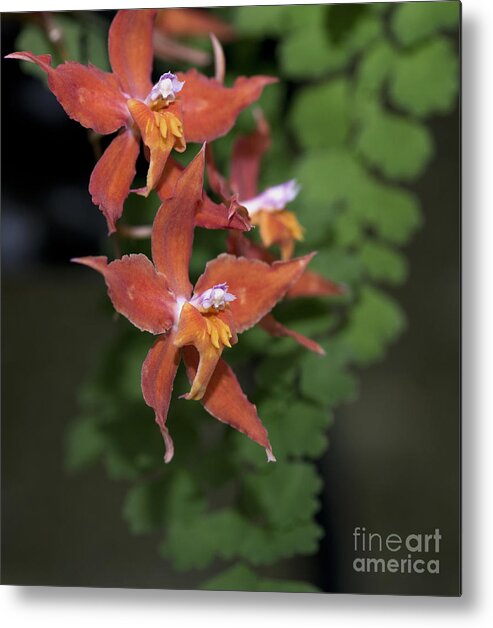 Bright Orange Orchid Metal Print featuring the photograph Odontioda Red Riding Hood Macro 8710 by Terri Winkler