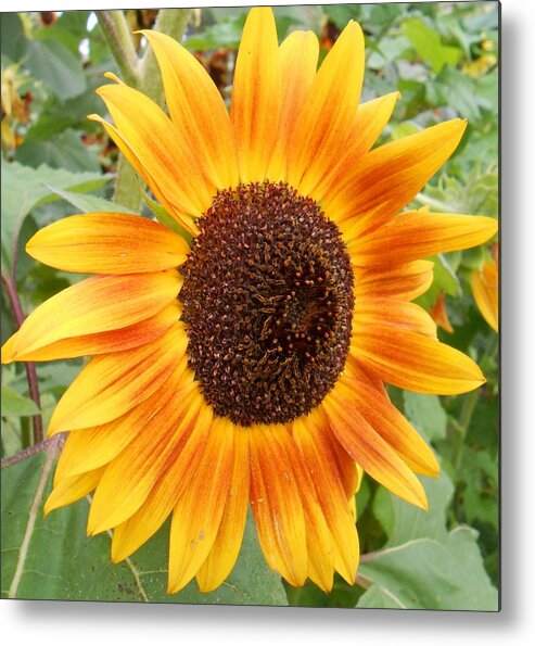 Sunflower Metal Print featuring the photograph Outstanding In His Sunflower Garden by Diannah Lynch