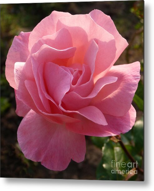 Rose Metal Print featuring the photograph Pink Rose by Phil Banks