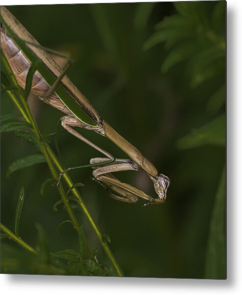 Daddy Longlegs Metal Print featuring the photograph Praying Mantis 003 by Donald Brown