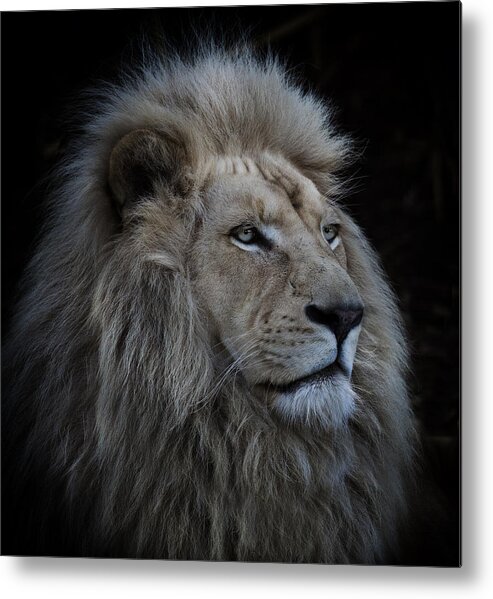 Lion Metal Print featuring the photograph Proud Lion by Louise Wolbers