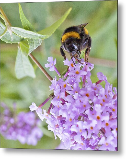 Bee Metal Print featuring the photograph Reaching for Nectar by Maj Seda