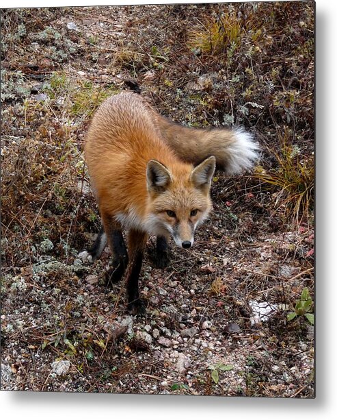 Wildlife Metal Print featuring the photograph Red Fox by Tranquil Light Photography