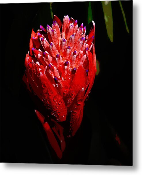 Red Metal Print featuring the photograph Red Ginger by Brad Thornton