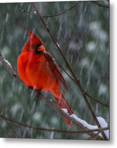 Northern Cardinal Framed Prints Metal Print featuring the photograph Riding Out The Storm by John Harding