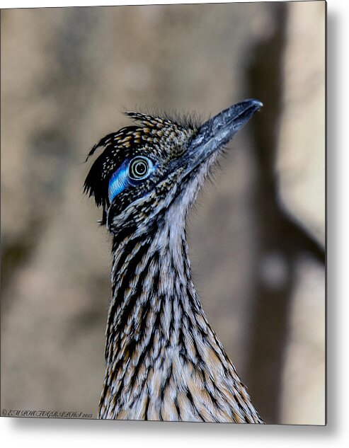Road Runner Metal Print featuring the photograph Road Runner by Elaine Malott