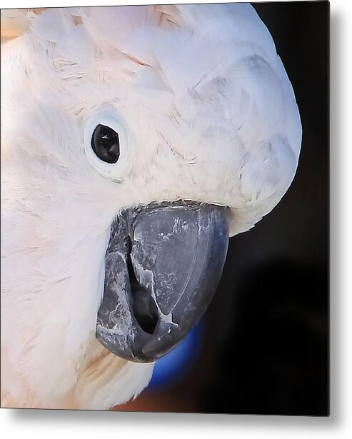 Salmon-crested Cockatoo Portrait Metal Print featuring the photograph Salmon crested cockatoo Smiling Close up by Andrea Lazar