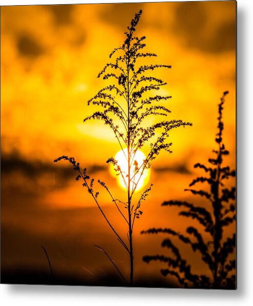 Sunset Metal Print featuring the photograph Setting Sun by Parker Cunningham