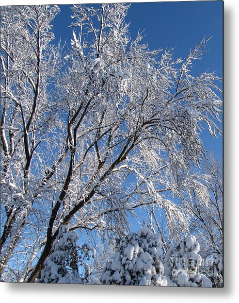 Snow Metal Print featuring the photograph Snow Covered Trees Photograph Square by Adri Turner
