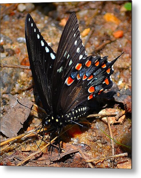 Spicebush Metal Print featuring the photograph Spicebush Swallowtail Butterfly Preflight by Tara Potts