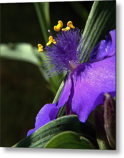 Spiderwort Metal Print featuring the photograph Spiderwort Shadows by Suzy Piatt