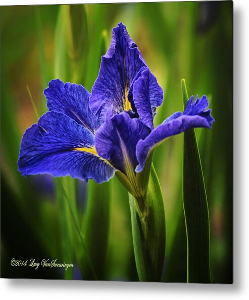 Spring Metal Print featuring the photograph Spring Blue Iris by Lucy VanSwearingen