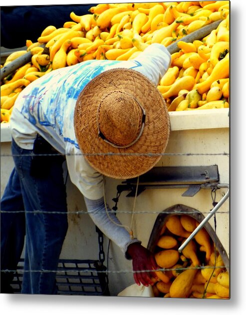 Squash Metal Print featuring the photograph Summer Squash by Karen Wiles