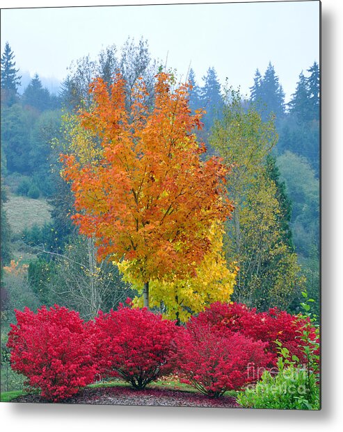 Autumn Metal Print featuring the photograph The Flame by Kirt Tisdale