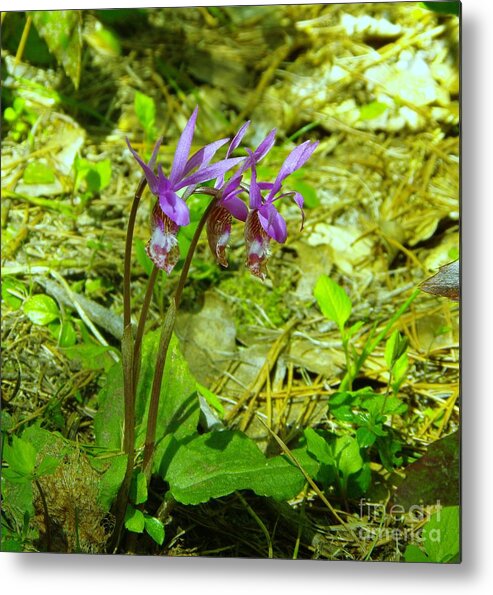 Flowers Metal Print featuring the photograph The Three Amigoes by Jeff Swan