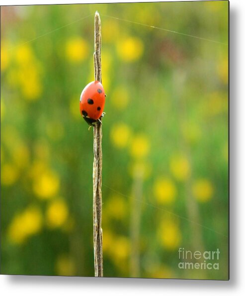 Ladybug Metal Print featuring the photograph Upsidedown Ladybug by Gallery Of Hope 