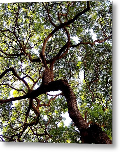 Trees Metal Print featuring the photograph VEINS of LIFE by Karen Wiles