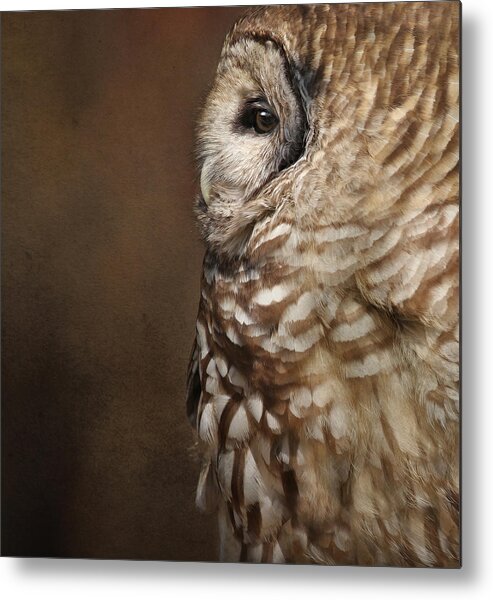 Barred Owls Metal Print featuring the photograph Vilma In Profile by Pat Abbott